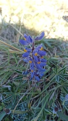 Lupinus multiflorus