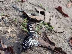 Graphium ramaceus