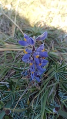 Lupinus multiflorus