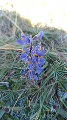 Lupinus multiflorus