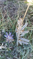 Lupinus multiflorus