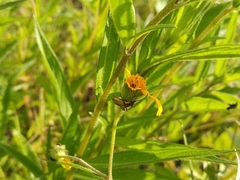 Chauliognathus hieroglyphicus