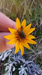 Aspilia montevidensis
