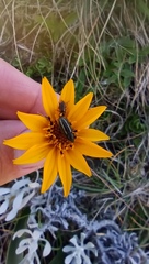 Aspilia montevidensis