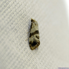 Phalonidia contractana