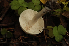 Tricholoma album