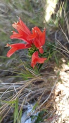 Dicliptera squarrosa