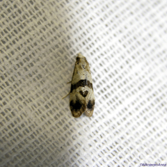 Phalonidia contractana