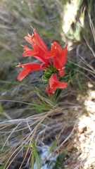 Dicliptera squarrosa
