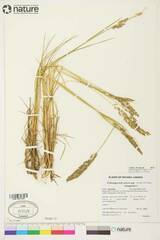 Calamagrostis inexpansa
