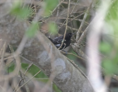 Formicivora littoralis