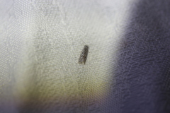 Utetheisa pulchelloides