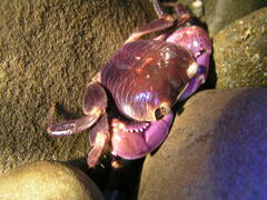 Geograpsus grayi