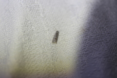 Utetheisa pulchelloides