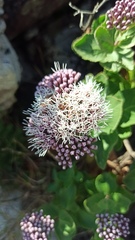Grazielia brevipetiolata
