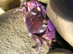 Geograpsus grayi