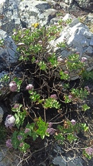 Grazielia brevipetiolata