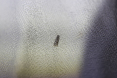 Utetheisa pulchelloides