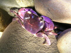 Geograpsus grayi