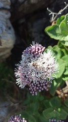 Grazielia brevipetiolata