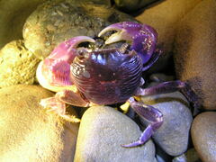 Geograpsus grayi