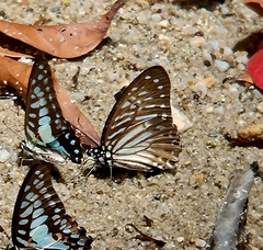Graphium macareus