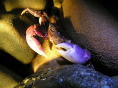 Geograpsus grayi
