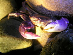 Geograpsus grayi