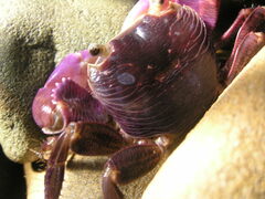 Geograpsus grayi