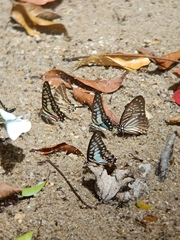 Graphium macareus