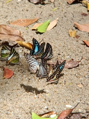 Graphium macareus