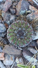 Parodia mammulosa