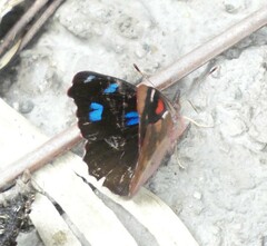 Orophila