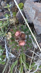 Parodia mammulosa