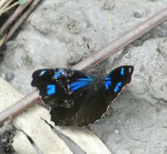 Orophila