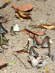 Graphium macareus