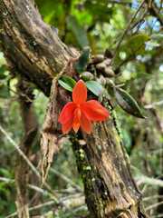 Cattleya mantiqueirae
