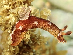 Plocamopherus imperialis