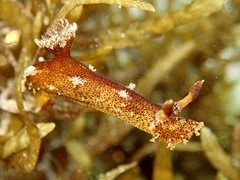 Plocamopherus imperialis