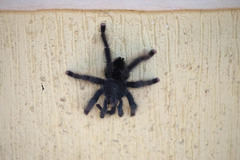 Avicularia avicularia