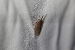 Rentinus