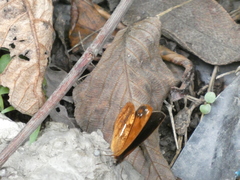 Lymanopoda ferruginosa