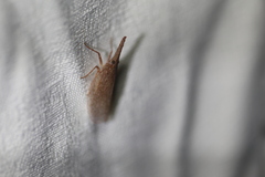 Rentinus