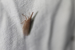 Rentinus