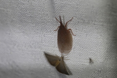 Rentinus