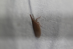 Rentinus