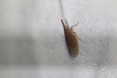 Rentinus