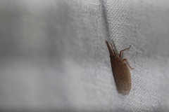 Rentinus