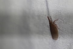 Rentinus
