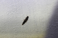 Pinophilus